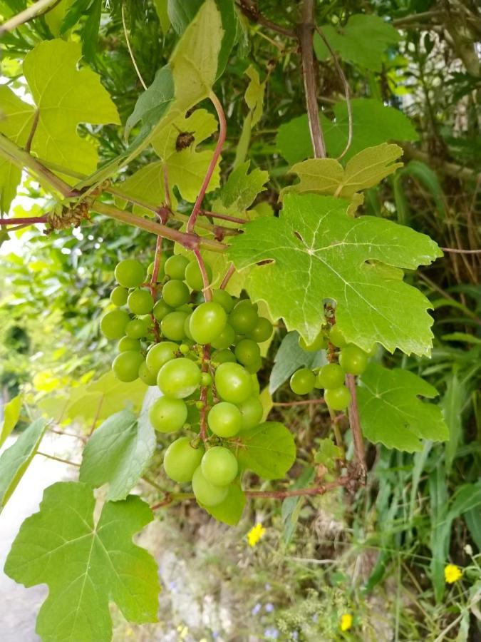 مبيت وإفطار Labrujo Quinta Labruja المظهر الخارجي الصورة